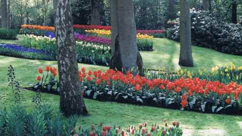 Springtime In The Netherlands Keukenhof Gardens